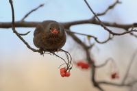 Kos cerny - Turdus merula - Eurasian Blackbird 9498